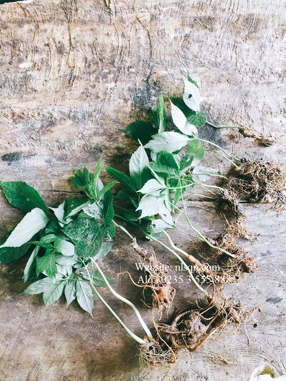 Sâm Ngọc Linh giống 2 - 4 năm tuổi