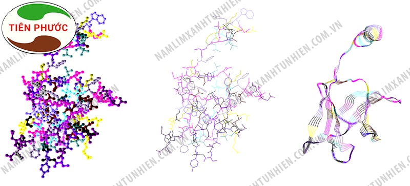 Cấu trúc Ling Zhi - 8 protein 